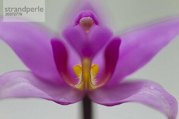 David-Orchidee  Süßwassersee  Nationalpark Morne Trois Pitons  Dominica