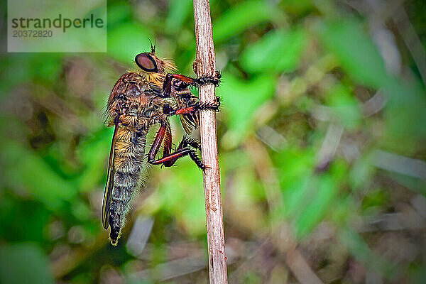 Räuberfliege (Asilidae) auf dem Ast