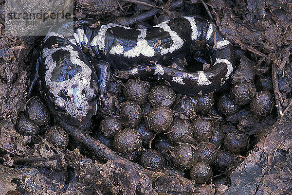 Ein vom Aussterben bedrohter Marmorsalamander nistet mit seinen Eiern  Tennessee  USA.