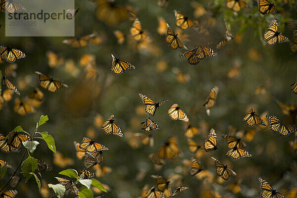 Monarchfalter (Danaus plexippus) fliegen im Cerro Pelon Schutzgebiet für Monarchfalter in der Nähe des Dorfes Capulin im mexikanischen Bundesstaat Mexiko