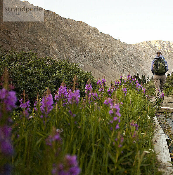 Eine Frau mit Rucksack wandert in den Bergen Colorados an einer Reihe von Wildblumen vorbei.