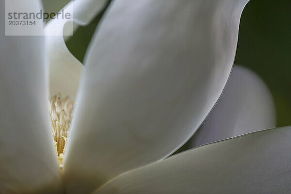 Extreme Nahaufnahme der Großblättrigen Magnolie (Magnolia Macrophylla)