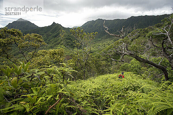 Ein Wanderer verfolgt Norton beim Erkunden des Kahana-Tals in Oahu