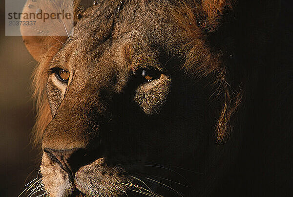 Mähnenlose Löwen in Kenia.