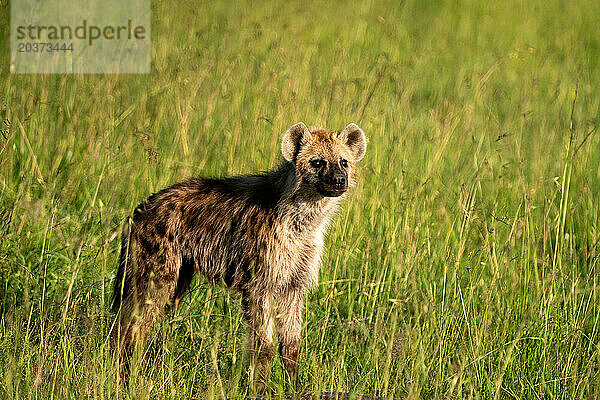 Hyäne hält Ausschau in der Masai Mara in Kenia
