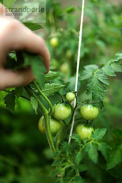 Grüne Tomaten wachsen im Garten