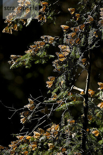 Monarchfalter (Danaus plexippus) sitzen im Cerro Pelon Schutzgebiet für Monarchfalter in der Nähe des Dorfes Capulin im mexikanischen Bundesstaat Mexiko