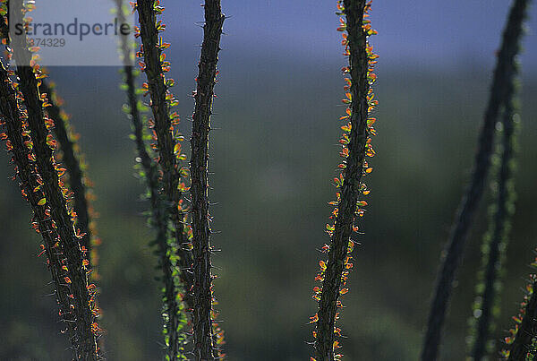 Ocotillo-Kaktus.