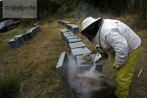 Ein Imker überprüft Bienenstöcke mit Rauch