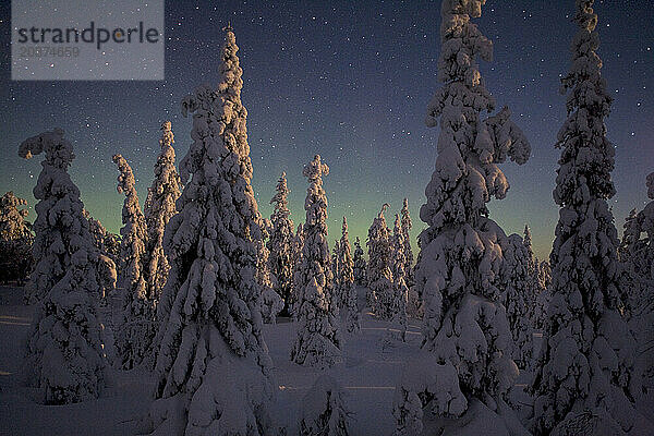 Mondlicht auf Fichten auf Konttainen im Valtavaara-Schutzgebiet im Oulanka-Nationalpark  Finnland.