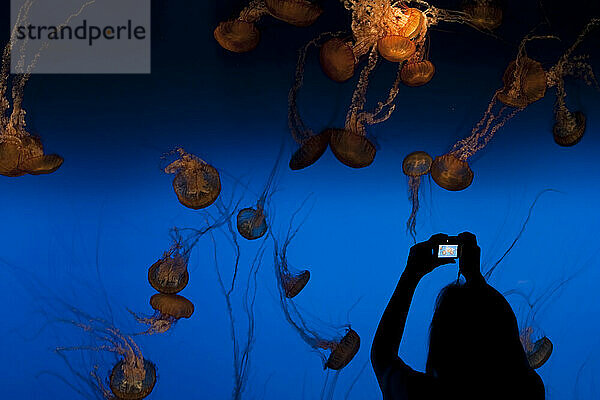 Ein junges Mädchen macht ein digitales Foto von Brennnesseln in einem Aquarium in Monterey  Kalifornien.