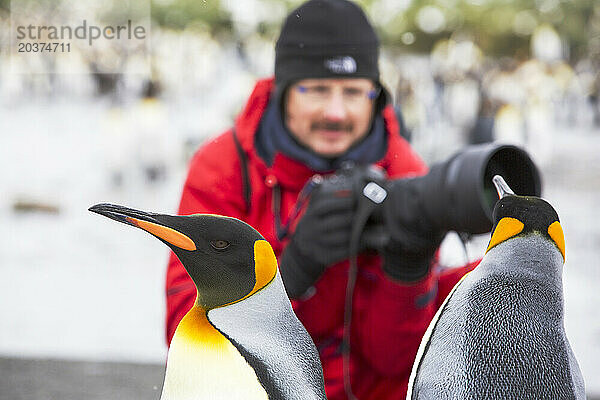 Fotograf mit Königspinguinen (Aptenodytes patagonicus)  Gold Harbour  South Georgia Island