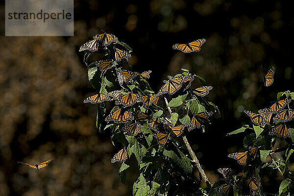 Monarchfalter (Danaus plexippus) sitzen im Cerro Pelon Schutzgebiet für Monarchfalter in der Nähe des Dorfes Capulin im mexikanischen Bundesstaat Mexiko