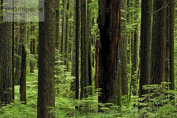 Urwald landschaftlich reizvoll. British Columbia  Kanada