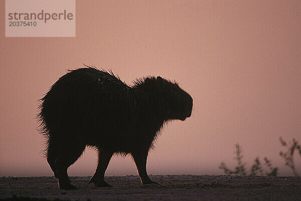 Capybara auf den Llanos  Venezuela  Südamerika (Silhouette)