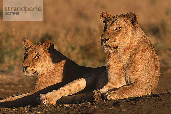 Mähnenlose Löwen in Kenia.