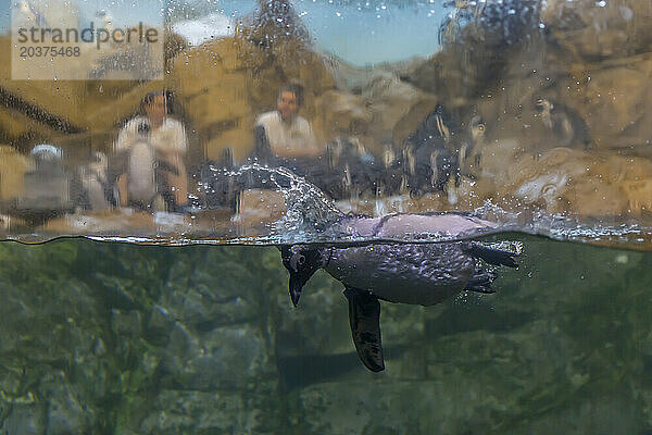 Pinguin schwimmt im Aquarium