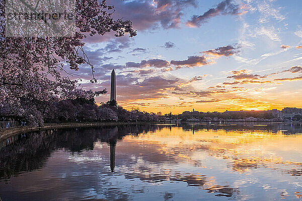 Washington Monument  umrahmt von blühenden Kirschblüten im Westen