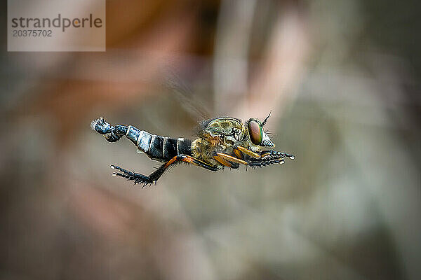 Räuberfliege (Asilidae) auf dem Ast