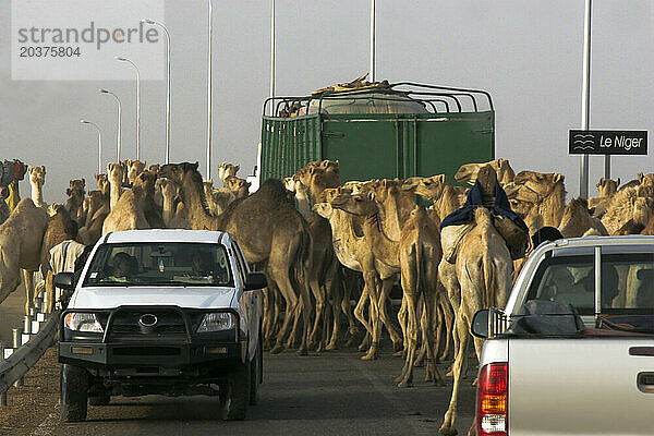 Eine Kamelherde navigiert durch den Verkehr über eine Brücke über den Niger in die Stadt Gao  Mali  Westafrika