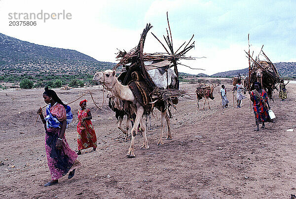 Nomaden wandern mit ihren Kamelen in der Nähe von Jijiga  Äthiopien.