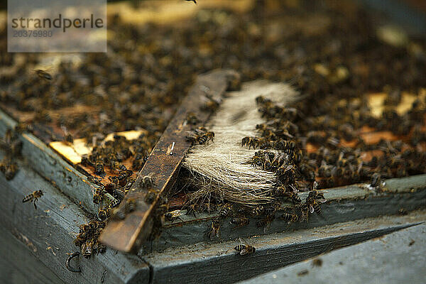 Ein Gestrüpp voller Bienen in Cádiz  in einem Bienenstock