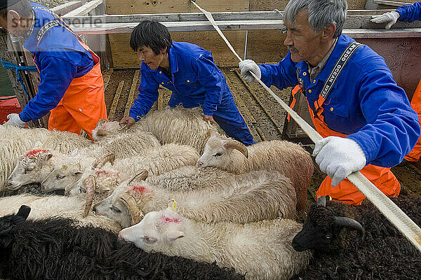 Entladen von Schafen vom Lastkahn zum Schlachthof in Narsaq  Grönland.
