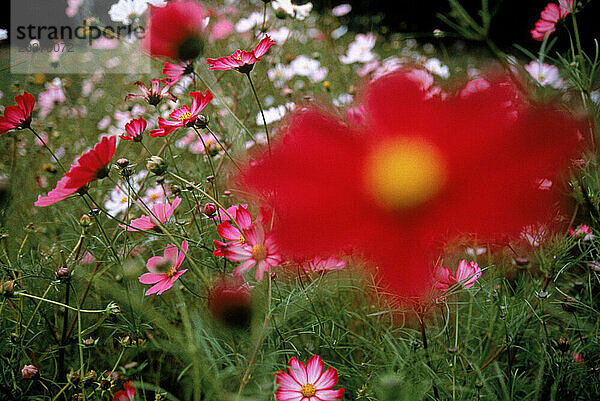 Blumen in einem Feld  Massachusetts  USA. (selektiver Fokus)