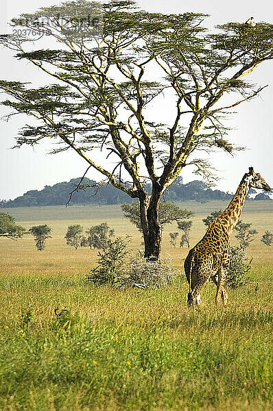 Giraffen grasen im Nachmittagslicht  Serengeti-Nationalpark  Tansania.