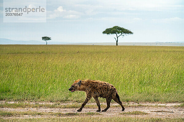 Hyäne läuft auf einer unbefestigten Straße in der Masai Mara in Kenia.