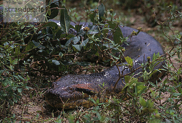 Anaconda schlängelt sich durch das Gras.