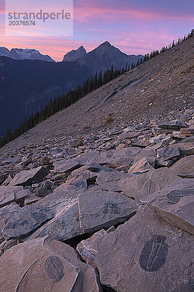 Fossilien am Berghang der Trilobitenbetten des Mount Stephen im Yoho-Nationalpark bei Sonnenuntergang