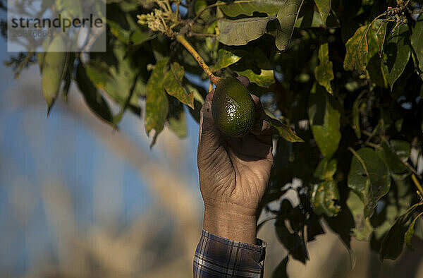 Halten Sie eine Avocado in der „Tepetlixpa Seed Bank“  die von Tomas Villanueva Buendia „Tomaicito“ zum Schutz und zur Rettung der ursprünglichen mexikanischen Maissorten gegründet wurde