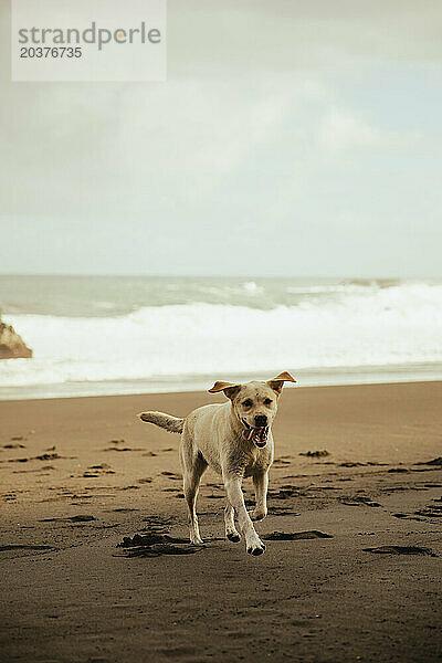 Labrador Retriever Hund genießt den Sand an einem Strand auf Teneriffa