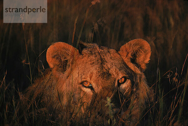 Löwe im Gras starrt  Masai Mara Game Reserve  Kenia  Afrika.