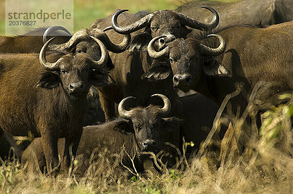 Der große und oft gefährliche Kapbüffel kommt im Arusha-Nationalpark in Tansania häufig vor.