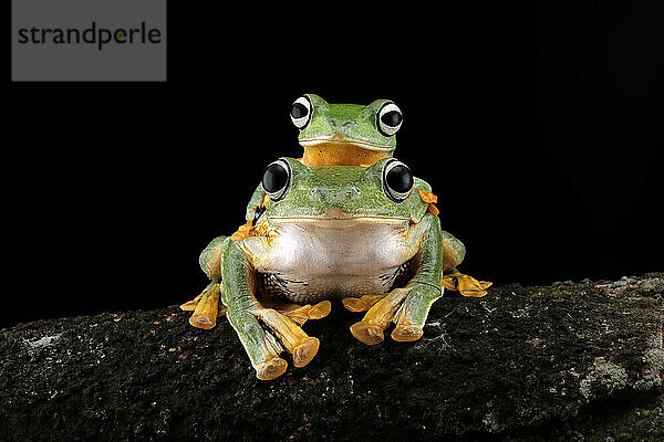 Grüner Laubfrosch auf Ast