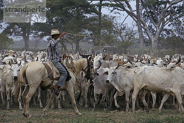 Viehzüchter treibt Rinder in der Nähe des Orinoco-Flusses  Venezuela  Südamerika zusammen