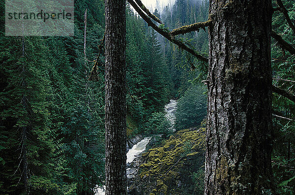 Mt. Baker-Snowqualmie National Forest  WA.