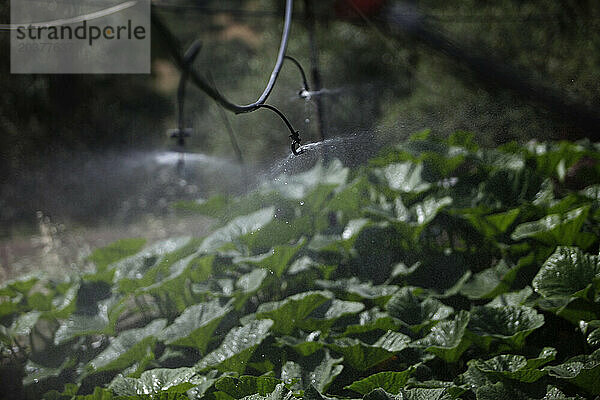 Sprinkler bewässern Kürbispflanzen