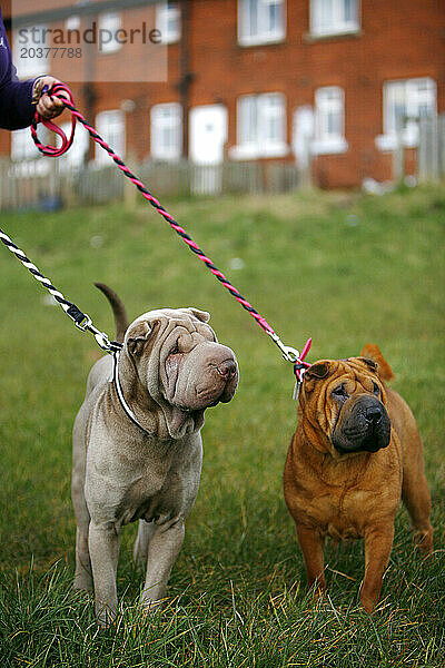 Shar-Pei-Hunde