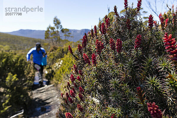 Wanderer wandern auf dem Overland Track in der tasmanischen Wildnis.