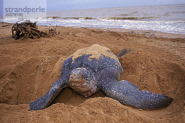 Eine Schildkröte vergräbt Eier an einem Strand  Suriname  Südamerika.