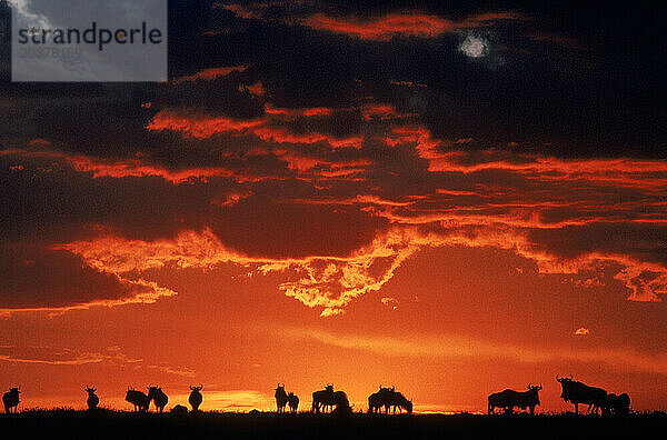 Silhouetten der Tiere bei Sonnenuntergang im Masai Mara Game Reserve  Afrika.