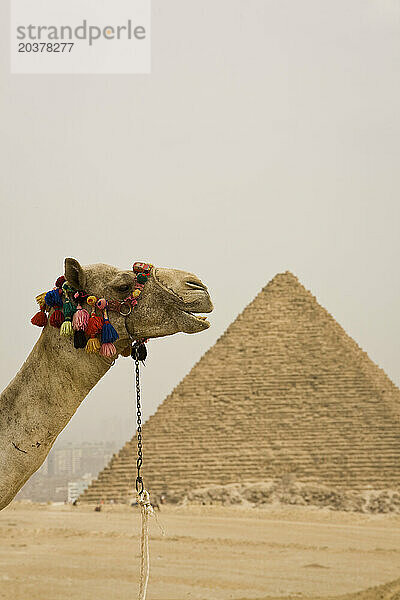 Ein Kamel bei den Pyramiden von Gizeh  Kairo  Ägypten.