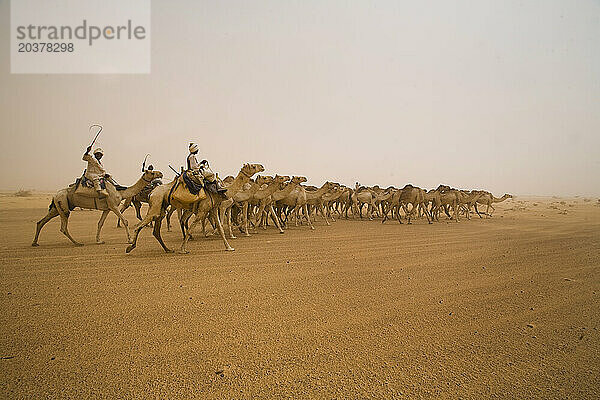 Eine Kamelkarawane reist durch die Sahara im Sudan. Jährlich reisen 150.000 Kamele vom Sudan nach Ägypten  um dort verkauft zu werden.