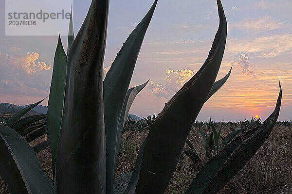 Maguey-Pflanzen  Singuilocan  Mexiko