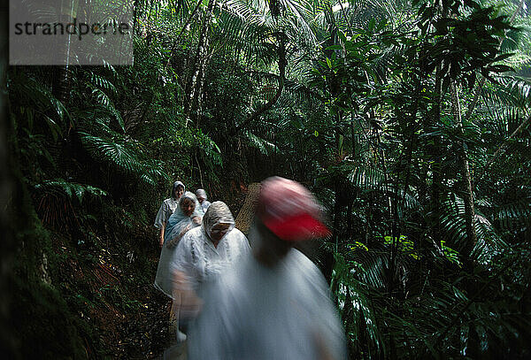 Wanderer im Caribbean National Forest  Puerto Rico.