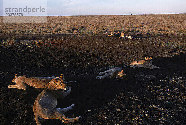 Löwen ruhen auf den Ebenen Kenias.