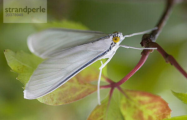 Weißer Schmetterling in Taxco de Alarcon  Bundesstaat Guerrero  Mexiko